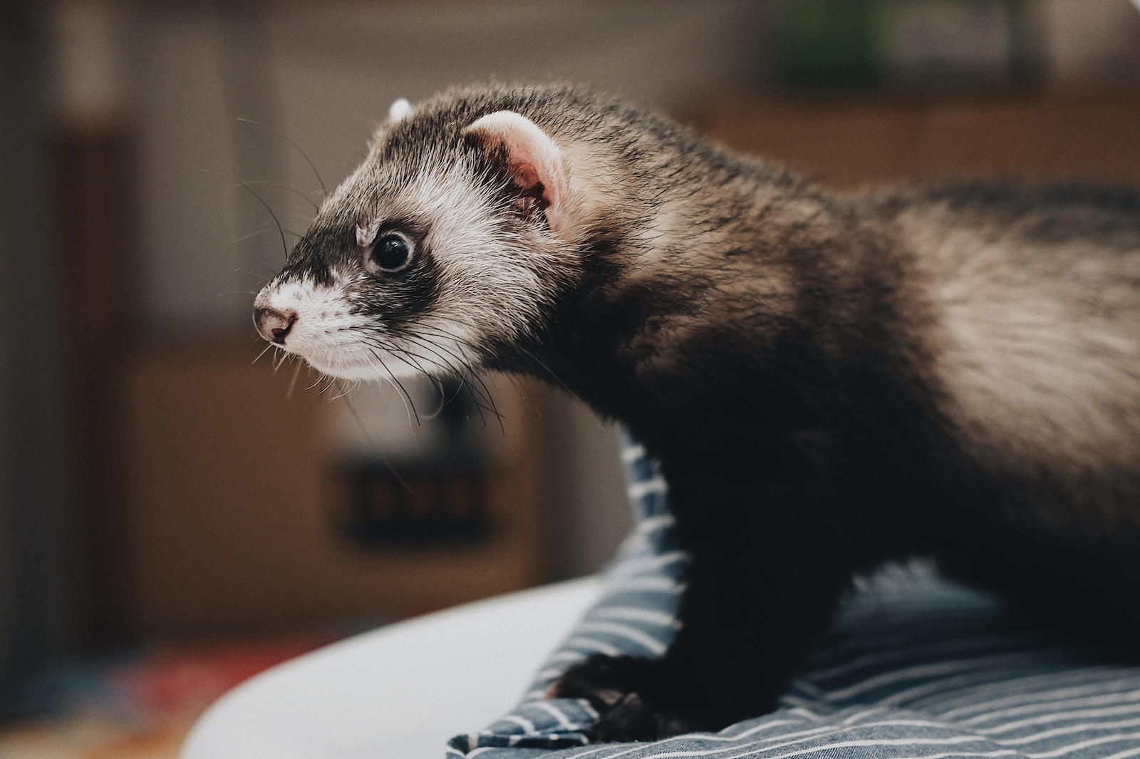 black and grey otter animal