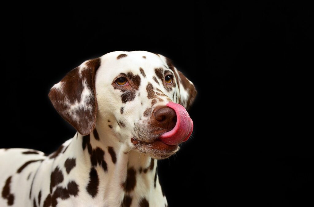 dalmatian, dog, lick