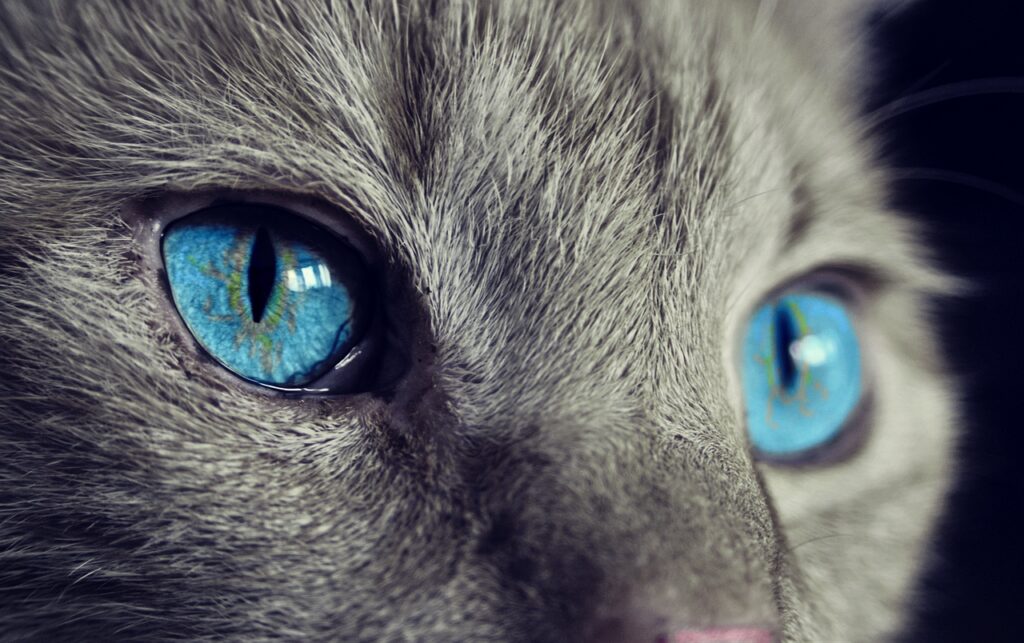 cat, cat's eyes, blue eyes