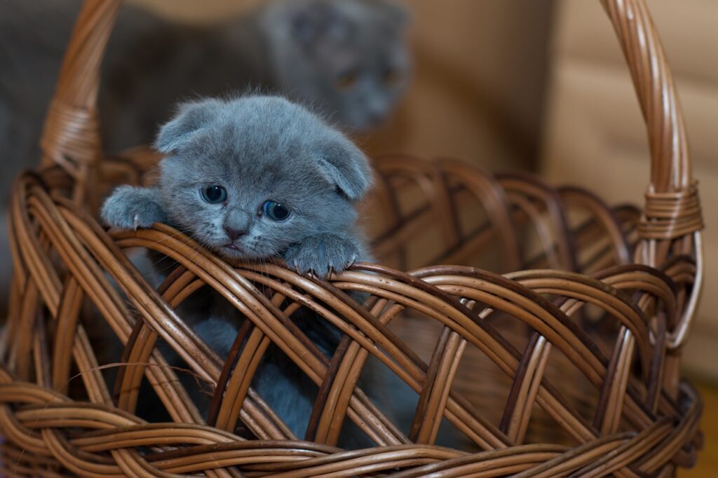 kitten, basket, pet