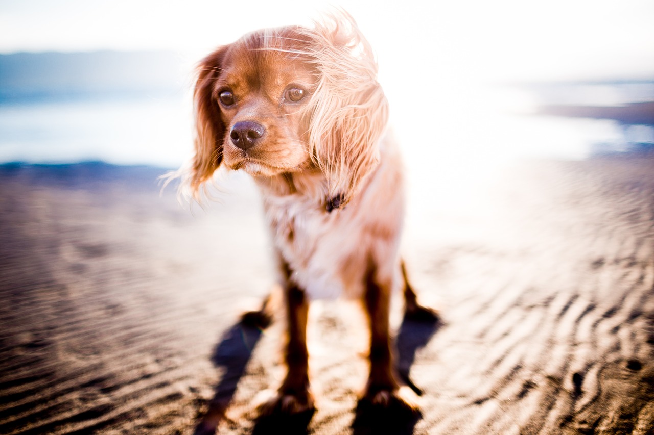 beach, dog, pet