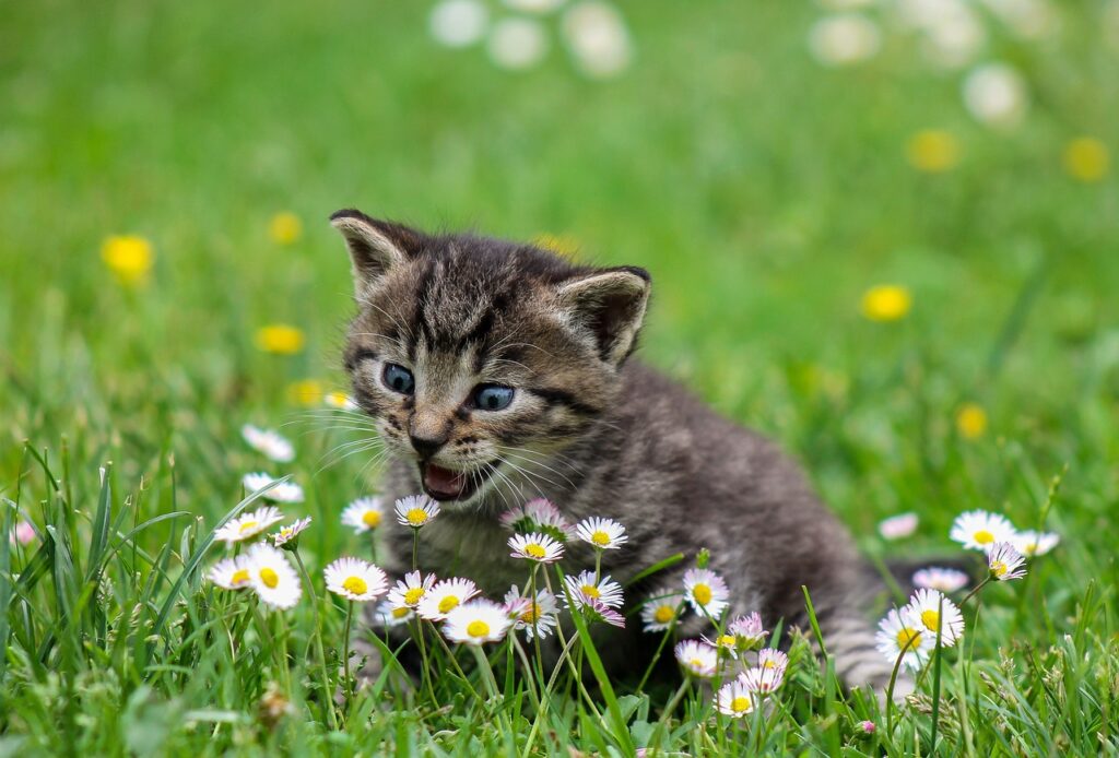 kitty, playful, flowers