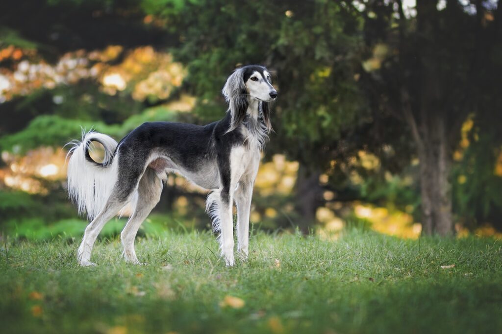 nature, dog, greyhound