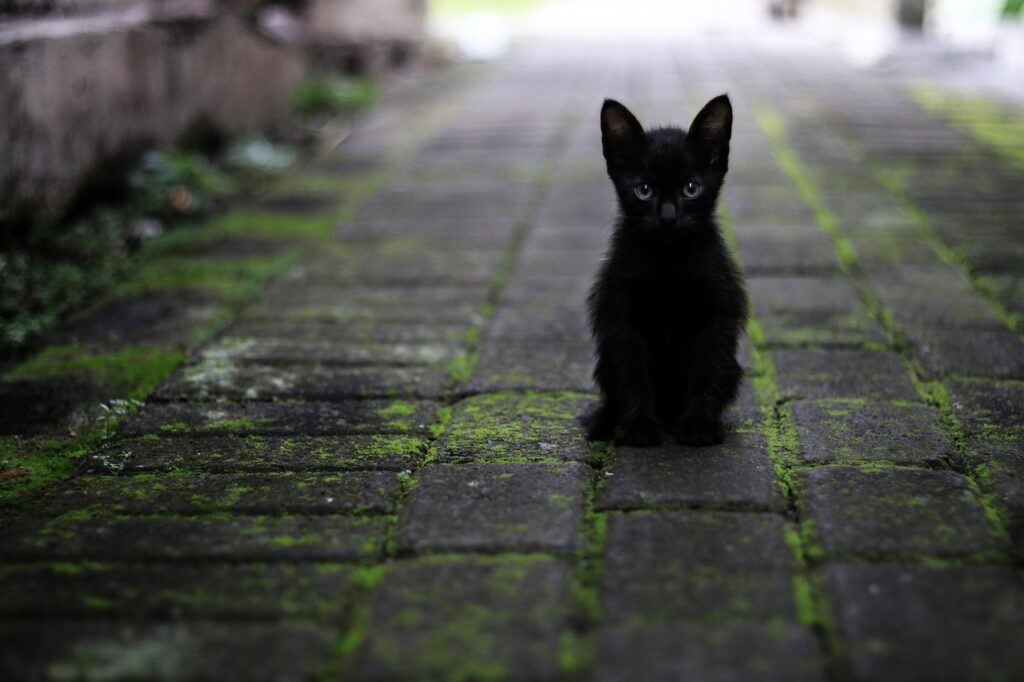 cat, black, animal
