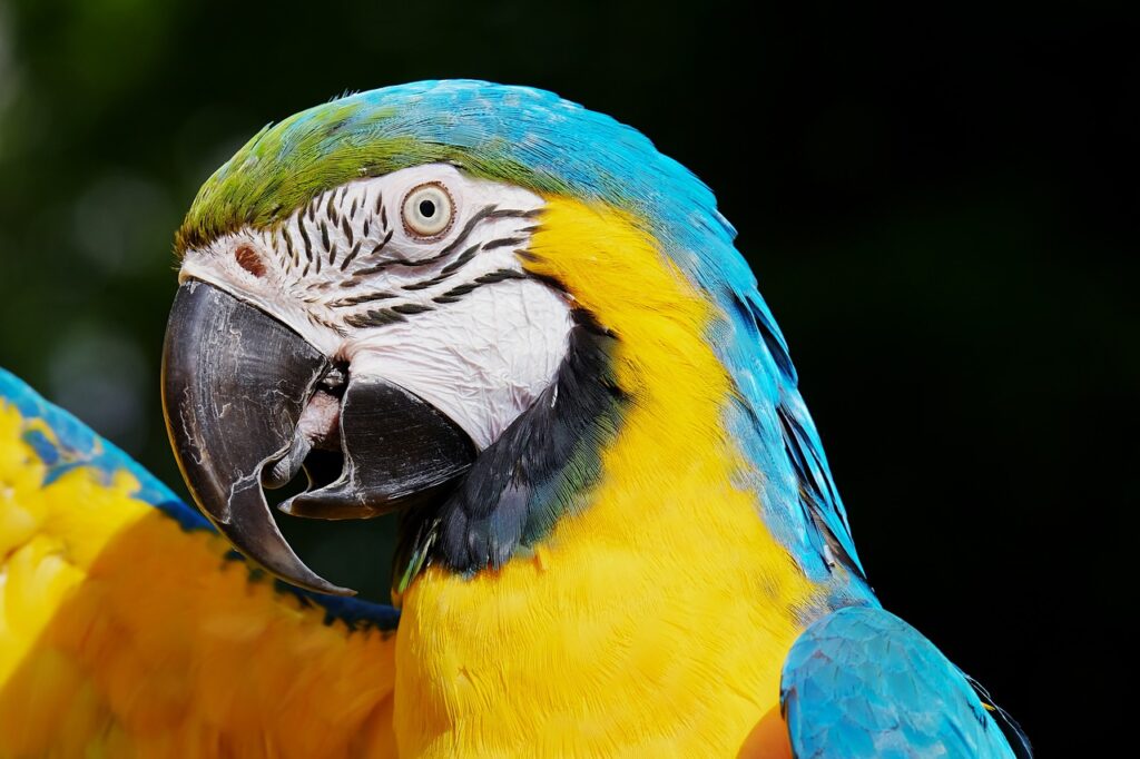 parrot, blue and yellow macaw, bird