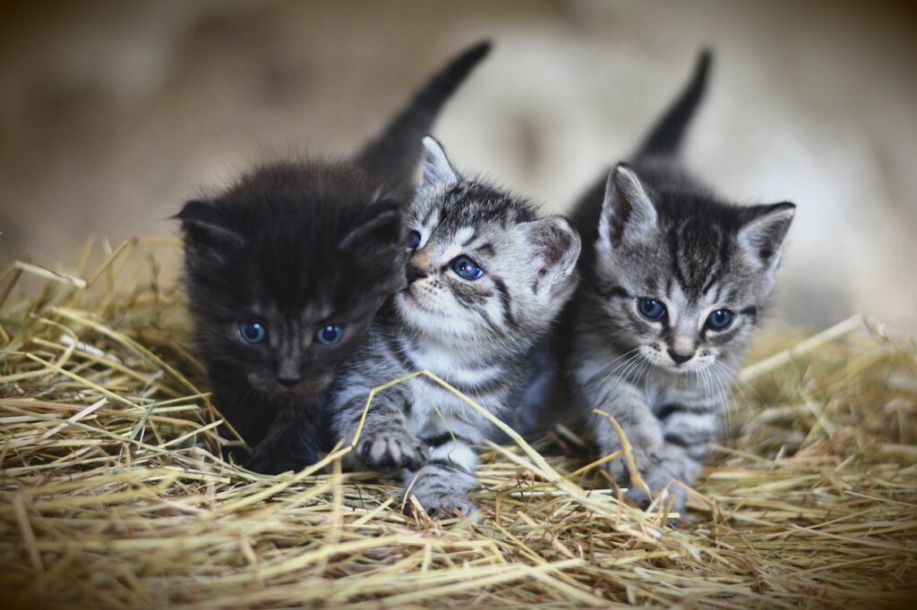kittens, pet, felines