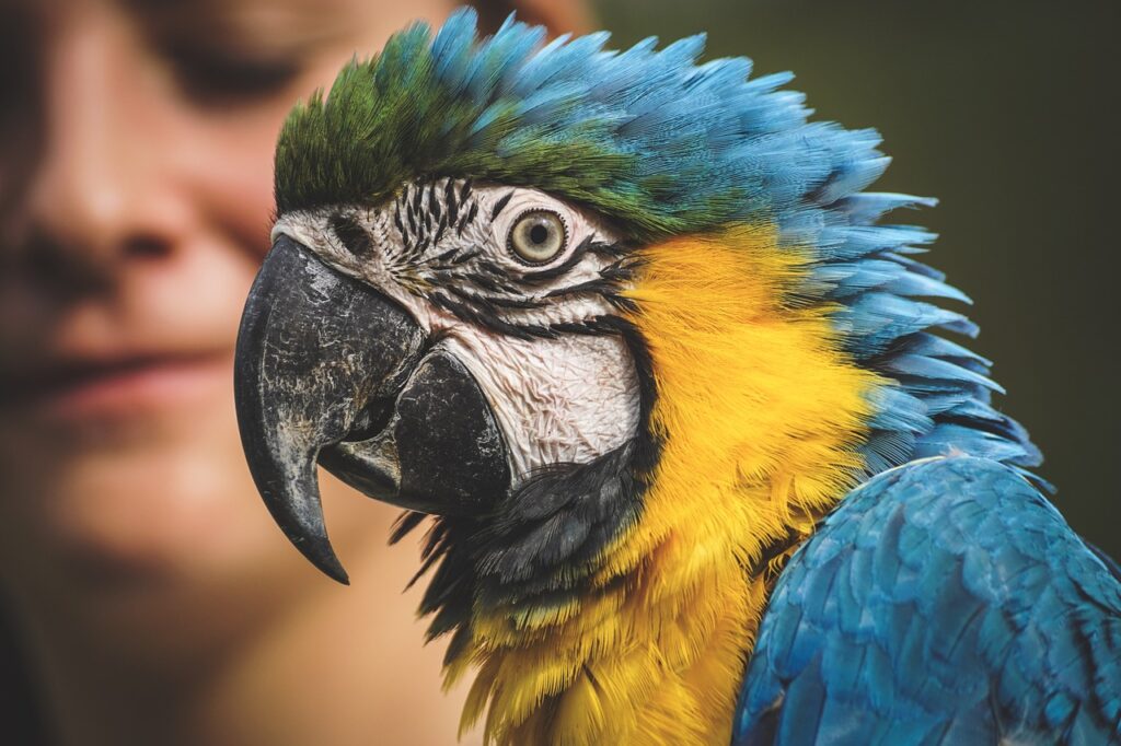 parrot, blue and yellow macaw, nature
