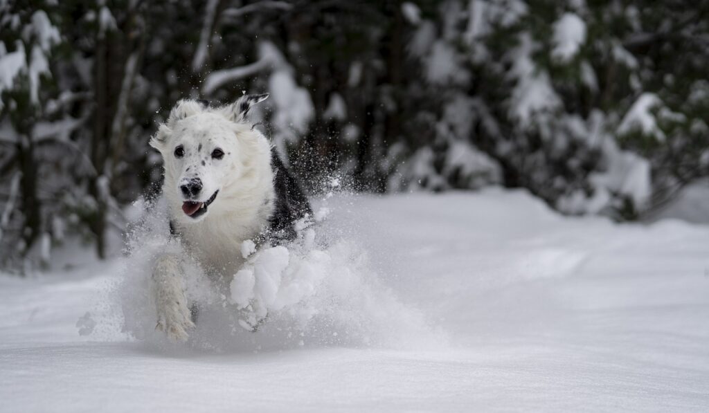 dog, snow, play
