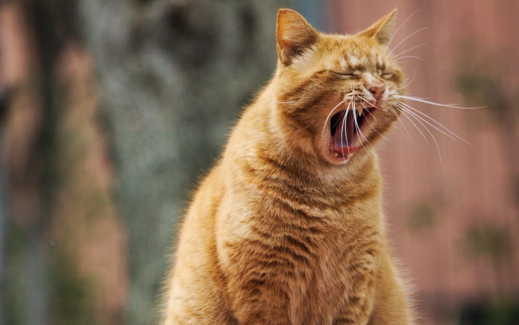 cat, pet, yawn