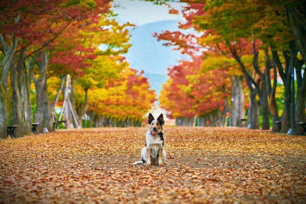 autumn, dog, nature