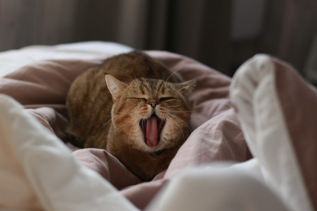 cat, yawns, yawning