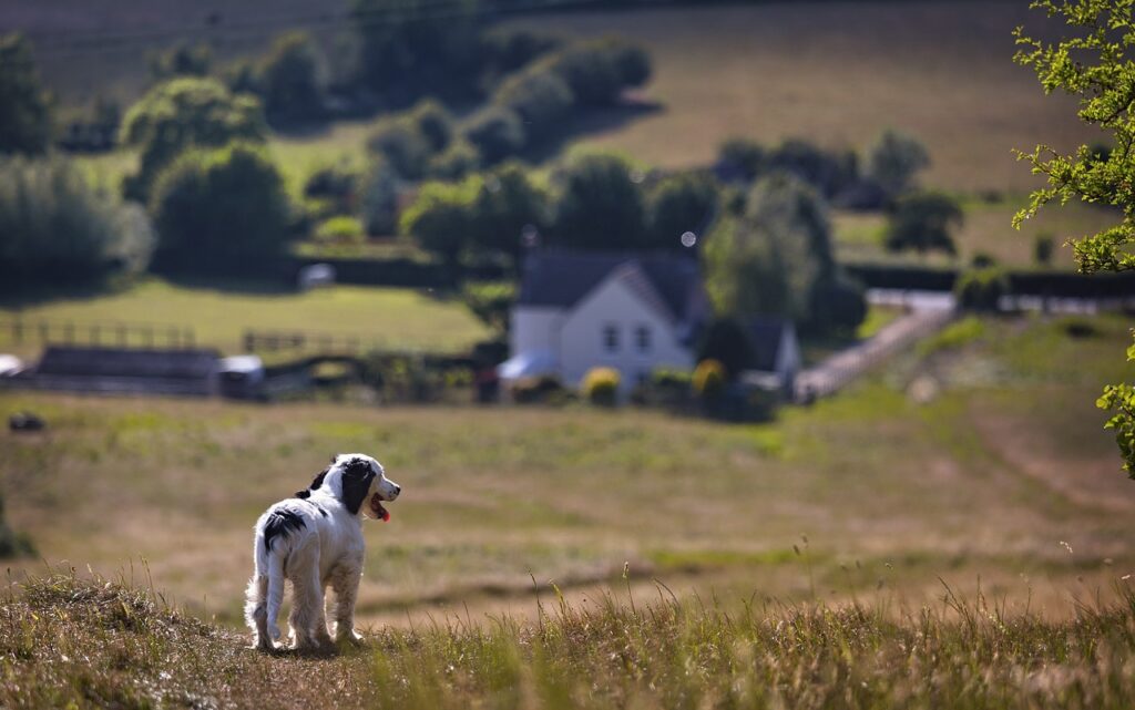 puppy, countryside, reflect