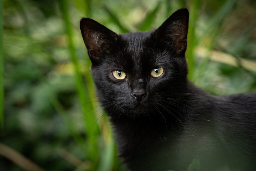cat, black cat, animal