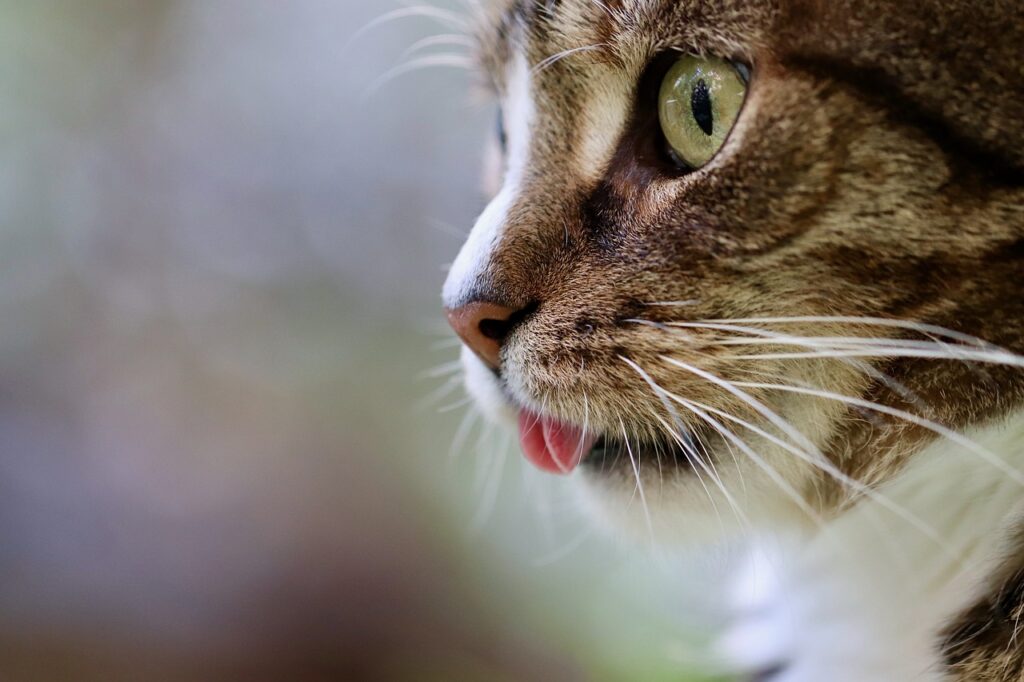 cat, cat tongue, cat eyes