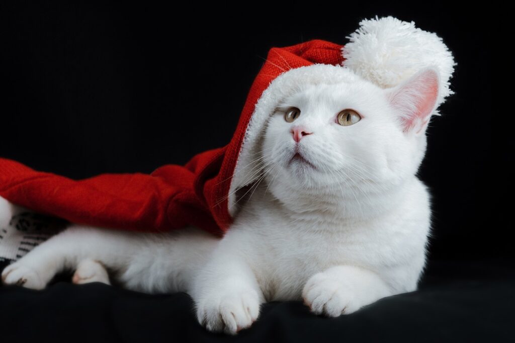 cat, hat, christmas