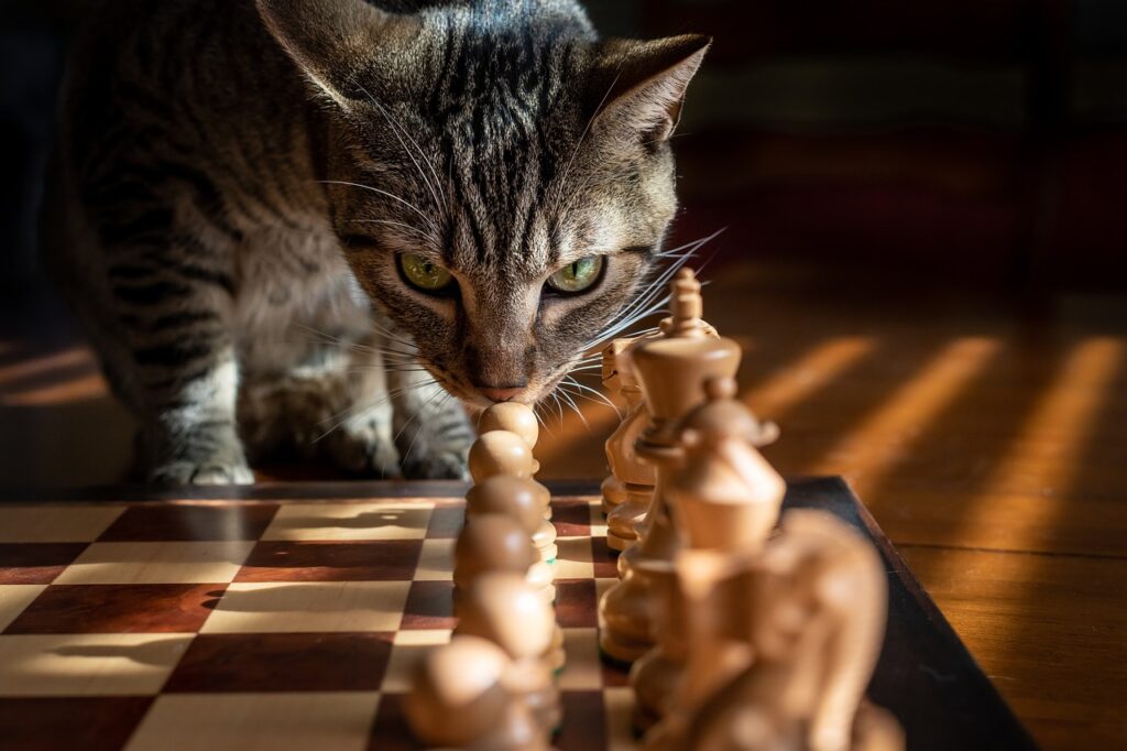 tabby, cat, chess