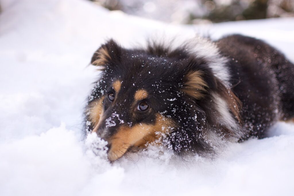 dog walk snow, shetland sheepdog, shetland sheepdog tricolour