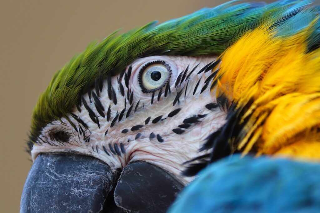 yellow macaw, eye, head