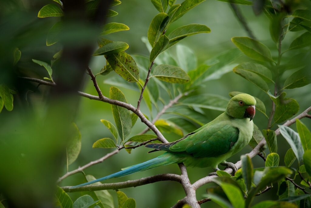 parrot, wildlife, green