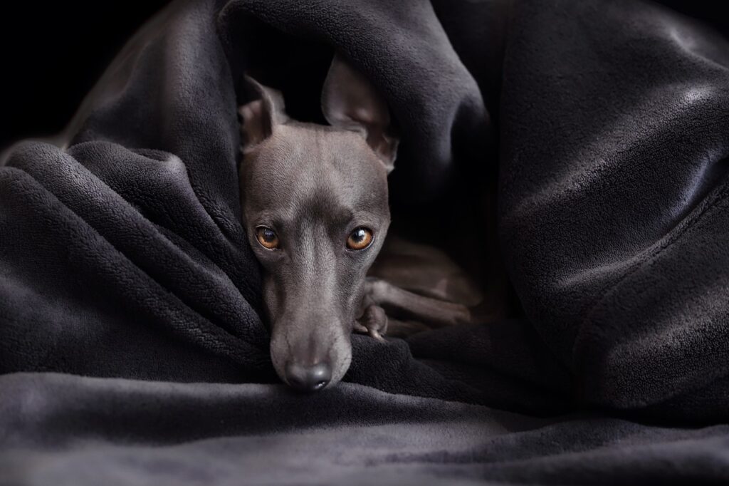 dog, italian greyhound, greyhound