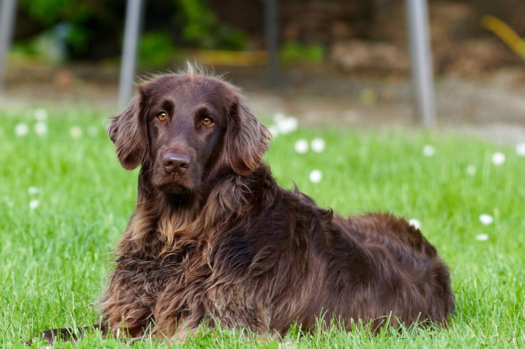 german longhaired pointer, dog, pet