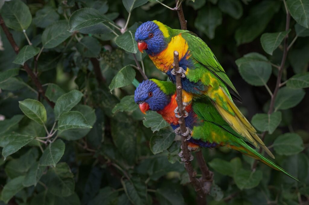 rainbow lorikeet, parrot, bird