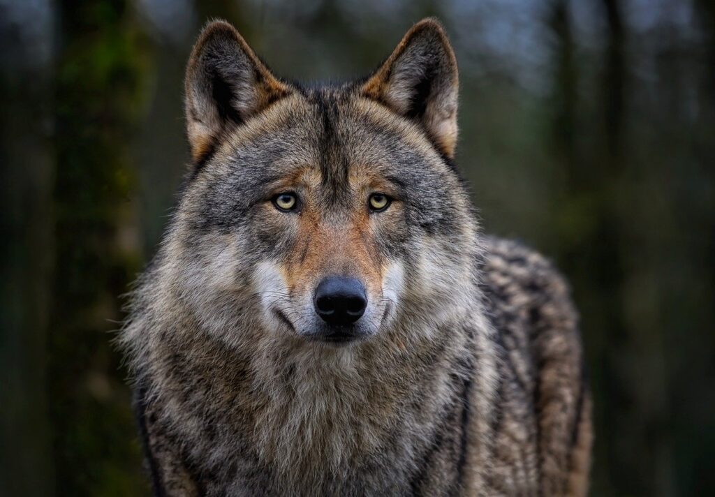 wolf, eurasian wolf, common wolf