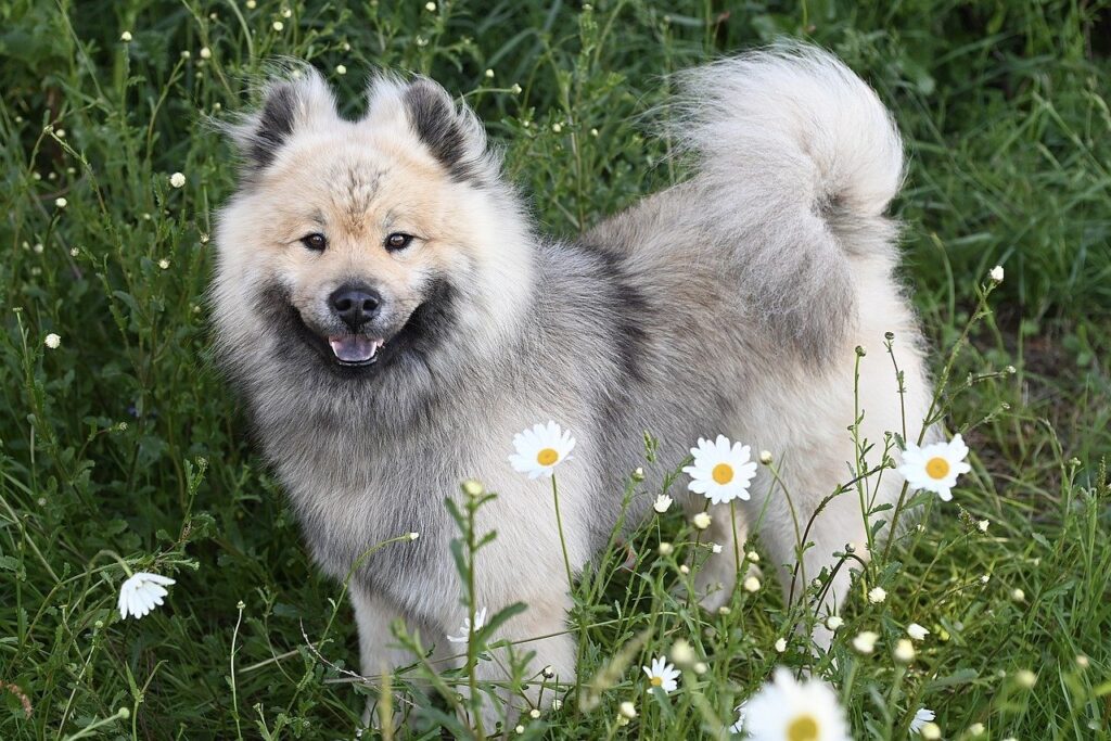 dog, nature, eurasier dog