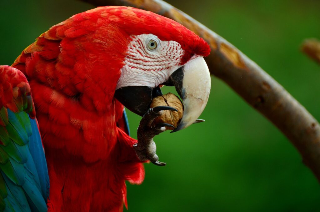 era, parrot, light red macaw