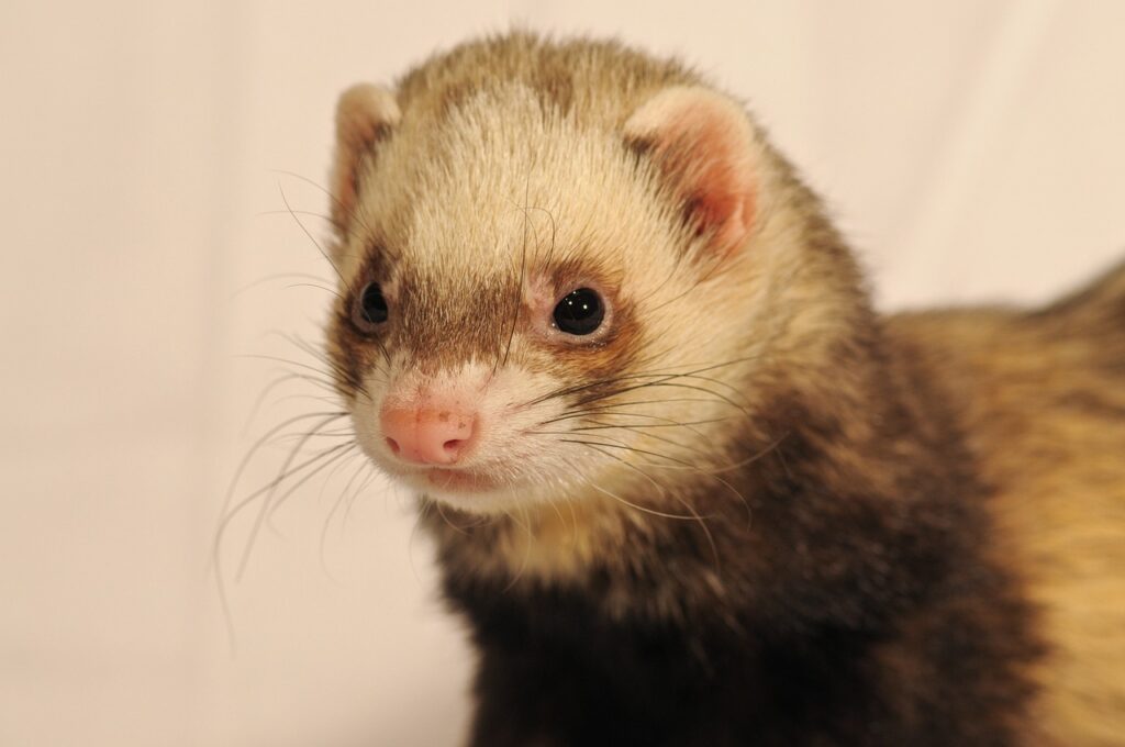 ferret, animal, close up