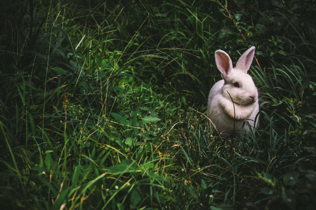 a white bunny rabbit on green grass