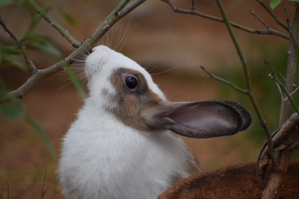 white and brown rabbit on brown tree branch
