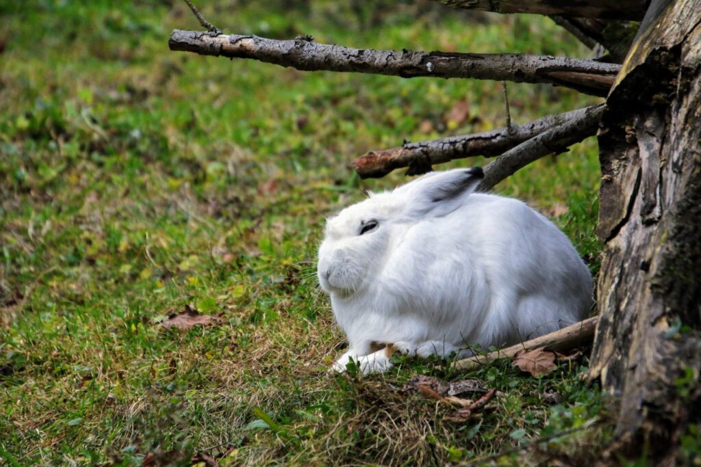 white rabbit on brown grass during daytime