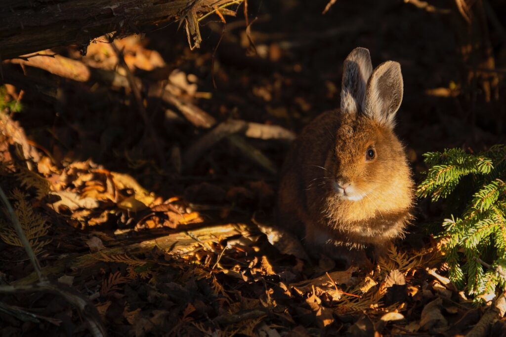 brown rabbit sitting on brown withered leaves