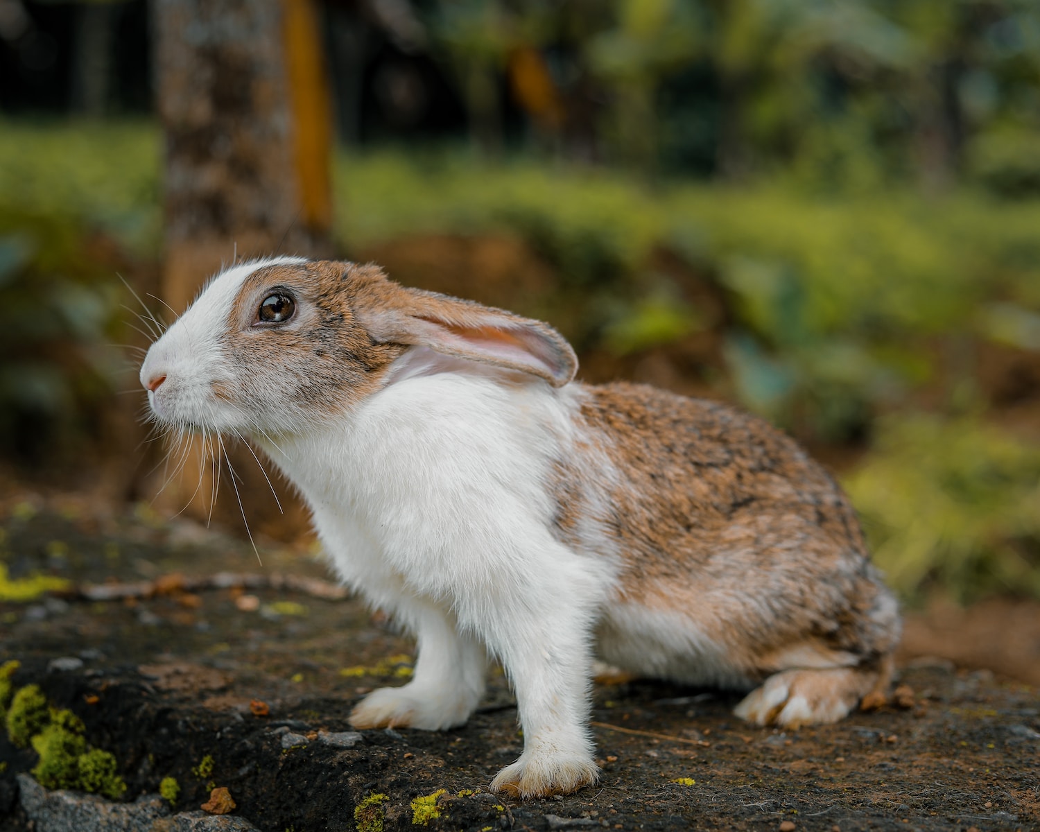 white and brown rabbit on brown ground