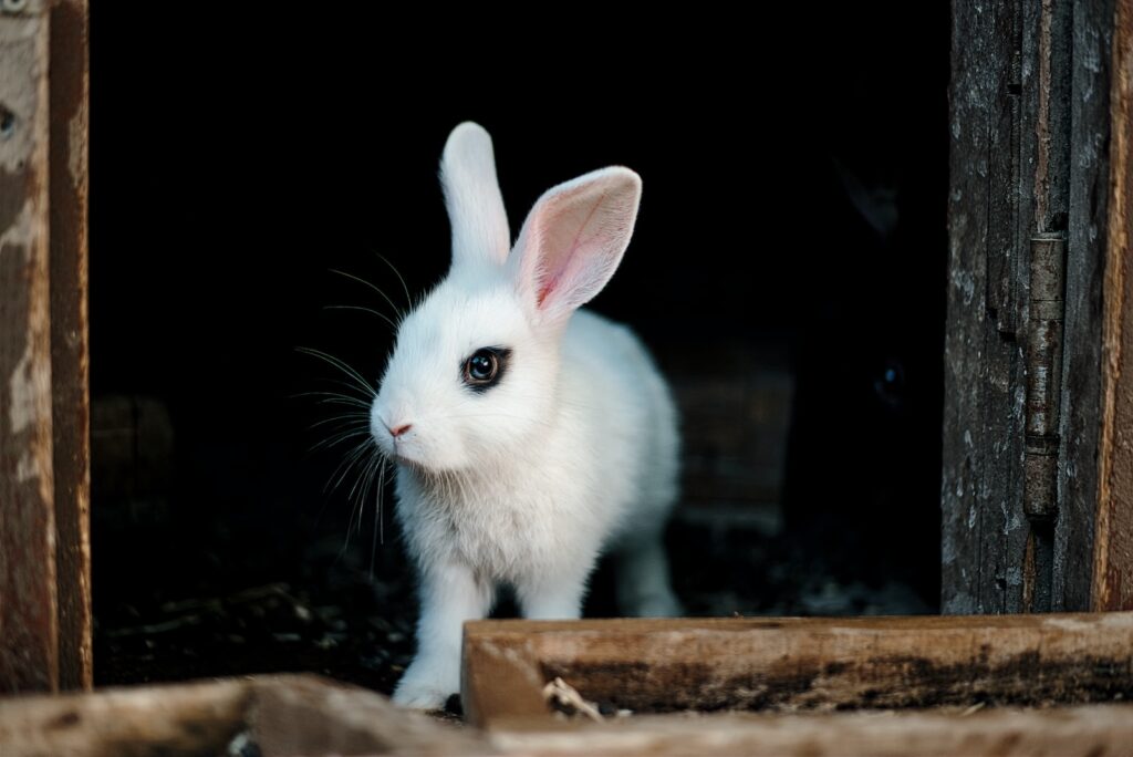 a white rabbit is standing in a barn