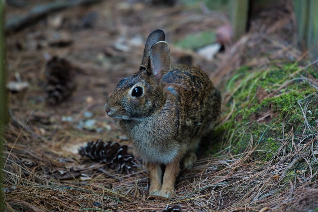 closeup photography of brown rabbit on ground